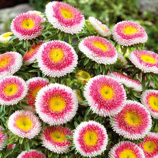 Aster Hi-No-Maru - A Perfect Choice for Any Border - Callistephus chinensis - Premium Seeds