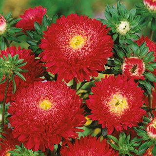 Princess Aster Red - Stunning Full Flower Clusters with a Deep Hue - Callistephus chinensis - Premium Seeds