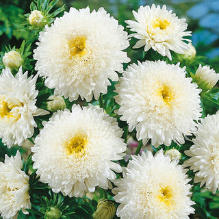 Princess Aster White - Exceptionally Elegant and Charming for Any Border - Callistephus chinensis - Premium Seeds