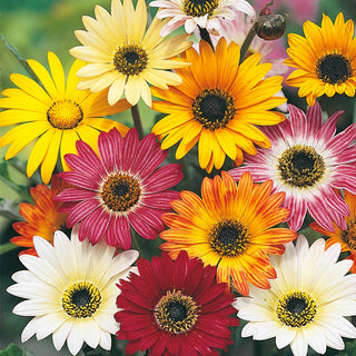 Arctotis, African Daisy - Colourful Flowers with Incredible Charm - Arctotis - Premium Seeds