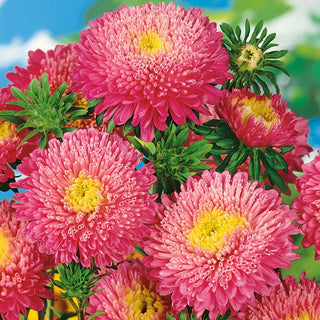Princess Aster Pink - Stunning Appearance and Long Blooming - Callistephus chinensis - Premium Seeds