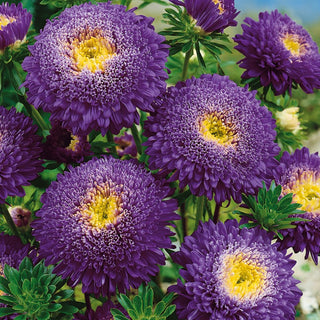 Princess Aster Dark Purple - Mysterious and Elegant Flowers for Summer Borders - Callistephus chinensis - Premium Seeds