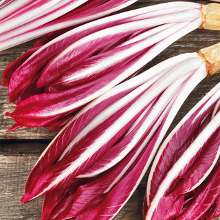 Leaf Chicory Rossa di Treviso - Subtle Flavour, Excellent Raw and Stewed - Cichorium intybus var. foliosum - Premium Seeds