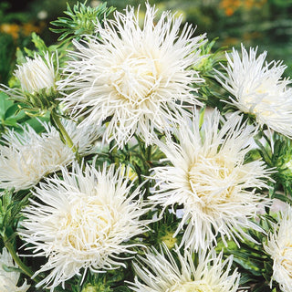 Needle Aster White - Dazzling and Elegant - Callistephus chinensis - Premium Seeds
