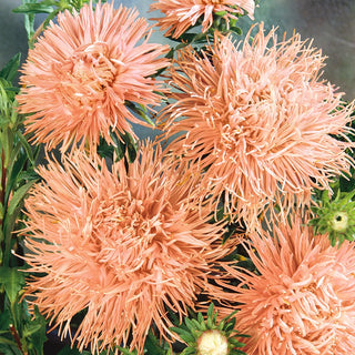 Needle Aster Salmon - Spectacular Blooming from Summer to Autumn - Callistephus chinensis - Premium Seeds