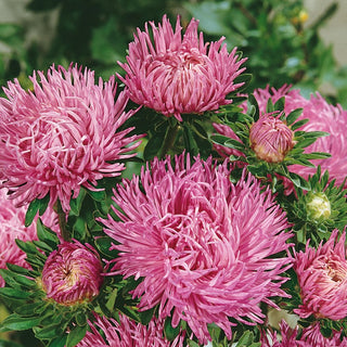 Needle Aster Pink - Stunningly Beautiful, Needle-Like Flowers - Callistephus chinensis - Premium Seeds
