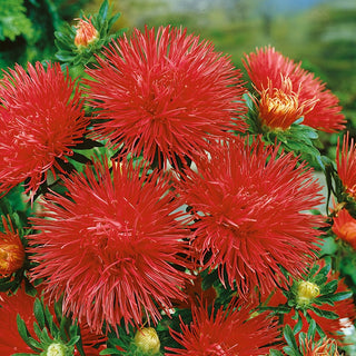 Needle Aster Red - Extra Decorative All Season - Callistephus chinensis - Premium Seeds