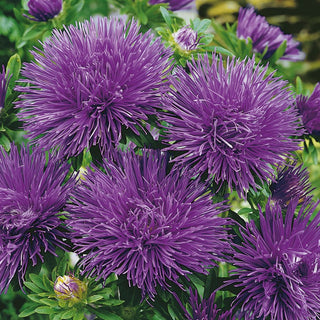 Needle Aster Purple - Spectacular Decoration for Borders and Flower Beds - Callistephus chinensis - Premium Seeds