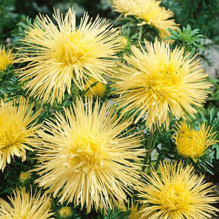 Needle Aster Yellow - Beautiful Sun-Filled Flowers for Borders - Callistephus chinensis - Premium Seeds