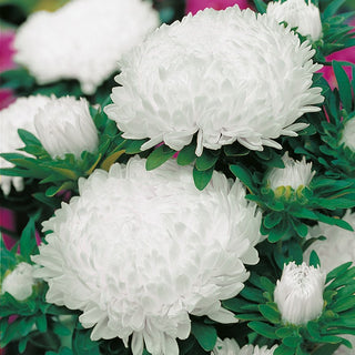 Paeony Aster White - Charm and Grace in a Snow-White Form - Callistephus chinensis - Premium Seeds