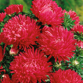 Paeony Aster Red - Fiery Flowers Full of Elegance - Callistephus chinensis - Premium Seeds