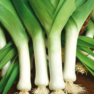 Leek Bulgaarse Reuzen - Exceptionally Fast Growth, Perfect for Autumn Harvest - Premium Seeds