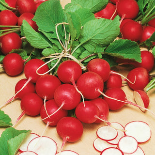 Radieschen Cherry Belle - Milder Sehr Schneller Wuchs - 100 g
