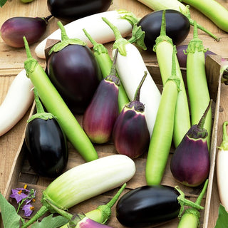 Aubergine Mixed - Unique Variety, White and Purple Fruits - Premium Seeds