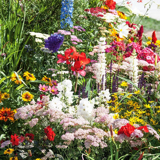 Melliferous Plants Mixed - Beauty and Utility in One - Premium Seeds
