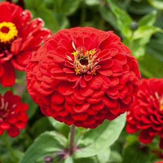 Dahlia-Flowered Zinnia Scarlet Flame - Long-Blooming Beauty, Blood-Red Flowers - Zinnia elegans - Premium Seeds