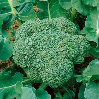 Broccoli Calabrese Natalino - Easy to Grow, Delicious Taste, Full of Nutrients - Brassica oleracea var. botrytis italica - Premium Seeds