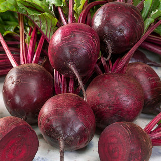 Rote Rübe Betina - Aromatischer Geschmack, Besonders Lagerfähig - Großpackung - 100 g