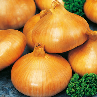 Zwiebel Stuttgarter Riesen - Lange Lagerfähigkeit - Großpackung - 100 g