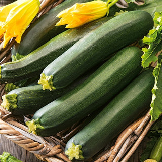 Zucchini Black Beauty - Klassisches Dunkelgrün, saftig und vielseitig - Mega-Packung - 500 g