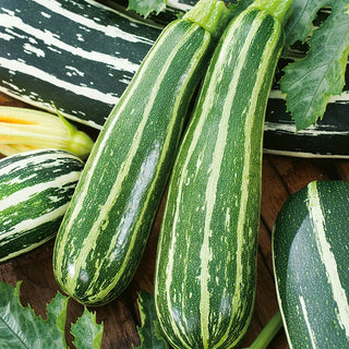 Courgette Zucchini Tapir - Perfect for Stewing, Frying, and Stuffing - Premium Seeds