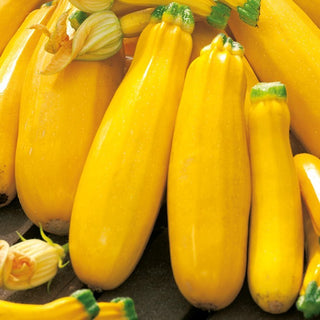 Zucchini Goldena - Leuchtend gelbe Früchte, köstlich und dekorativ - Großpackung - 100 g