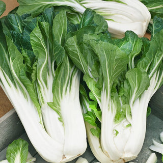 Chinese Cabbage Pak Choi Joi Choi F1 - Queen of Asian Flavours, Vitamin Bomb with Juicy Leaves - Brassica rapa ssp. chinensis - Premium Seeds