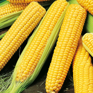 Sweet Corn Golden Bantam - Productive, Tasty, Large and Sweet Cobs up to 22 cm - Zea mays convar. saccharata - Premium Seeds