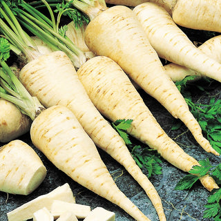 Root Parsley Konika - Excellent Taste, Rich Harvests - Premium Seeds
