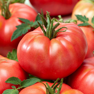 Tomato Raspberry Warszawski - High Productivity, Juicy and Sweet - Premium Seeds