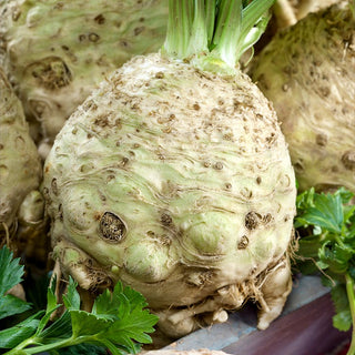 Celeriac Maxim - Late Harvest, Aromatic and Tender Flesh, Resistant - Premium Seeds