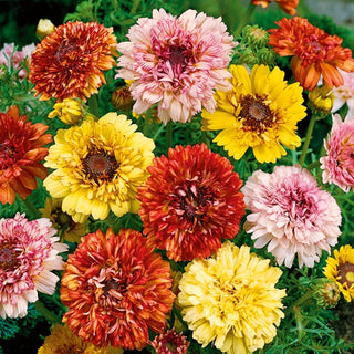 Chrysanthemum Tricolor Dunnettii - Exceptionally Pretty Flowers in Warm Shades - Chrysanthemum tricolor - Premium Seeds