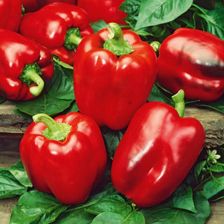 Sweet Pepper California Wonder - Red, Sweet, Easy to Grow, Perfect for Salads and Stuffing - Premium Seeds