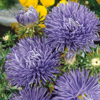 Needle Aster Blue - Beautiful Decoration for Summer Borders - Callistephus chinensis - Premium Seeds