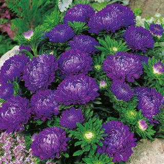 Dwarf Aster Milady Deep Blue - Hypnotically Beautiful - Callistephus chinensis - Premium Seeds