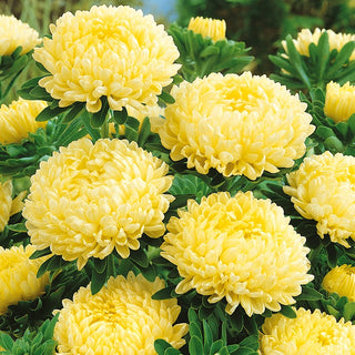 Paeony Aster Yellow - Radiant Beauty of Summer Days - Callistephus chinensis - Premium Seeds