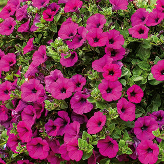Trailing Petunia Rubina - Abundant Cascades of Flowers, Exceptionally Easy to Grow - Petunia x hybrida pendula - Premium Seeds
