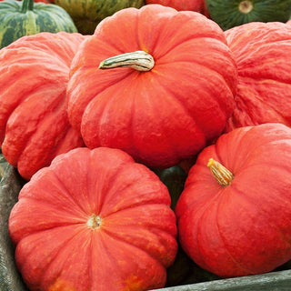 Kürbis - Rouge vif d'Etampes - Dekorativ und köstlich, ein französischer Klassiker - Großpackung - 100 g