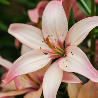 Asiatische Lilie - Easy Waltz - Lilium - Zartrosa und einzigartiger Duft