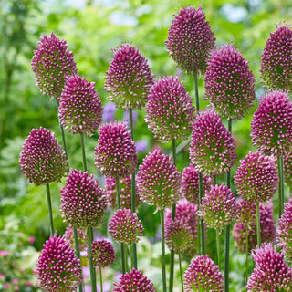 Kugel-Lauch - Allium - Außergewöhnliche Zierde für Beete - 20 Blumenzwiebeln
