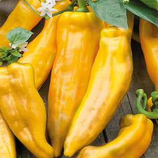 Sweet Pepper Corno di Toro Giallo - Early, Productive, with Intensely Yellow Fruits - Premium Seeds
