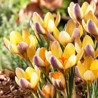 Krokus - Advance - Crocus - Für einen farbenfrohen Teppich - 10 Blumenzwiebeln