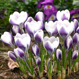 Krokus - Prins Claus - Crocus - Zarte Dekoration für Beete und Rasenflächen - 10 Blumenzwiebeln