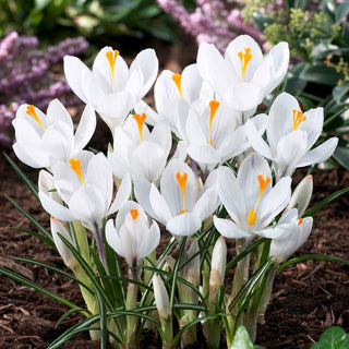 Krokus - Jeanne d'Arc - Crocus - Erhellt Beete mit reinem Weiß - 10 Blumenzwiebeln