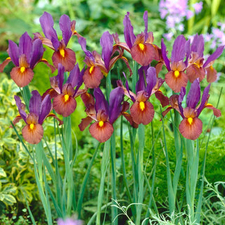 Holländische Iris - Eye of the Tiger - Iris - Außergewöhnliche Farbe mit Hauch von Orient - 10 Blumenzwiebeln