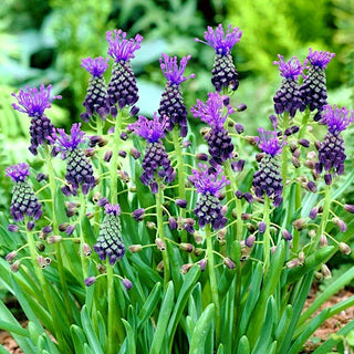 Schopfige Traubenhyazinthe - Muscari - Violett verleiht Beeten Tiefe - 5 Blumenzwiebeln