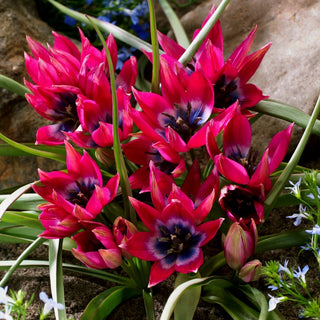 Tulpe - Little Beauty - Tulipa - Kompakte Schönheit - 5 Blumenzwiebeln
