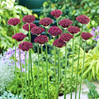 Zierlauch - Atropurpureum - Allium - Eleganz und Stil im Beet - 5 Blumenzwiebeln