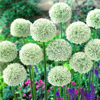 Zierlauch - White Giant - Allium - Winterhart, Pflegeleicht