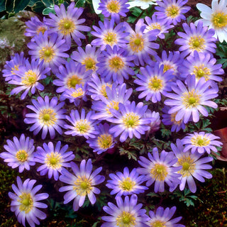 Garten-Strahlen-Windröschen - Charmer - Anemone - Kompakte Pflanze voller Charme - 8 Blumenzwiebeln
